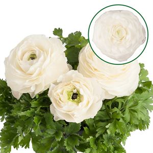 Bild von Ranonkel P12 White